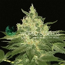 Afghan Kush Regular (World of Seeds) Cannabis Seeds