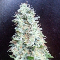 Medical Collection Afghan Kush x Black Domina (World of Seeds) Cannabis Seeds