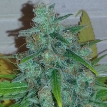 Medical Collection Afghan Kush x Skunk (World of Seeds) Cannabis Seeds