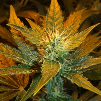 Medical Collection Afghan Kush x White Widow (World of Seeds) Cannabis Seeds