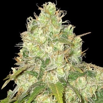 Medical Collection Afghan Kush x Yumbolt (World of Seeds) Cannabis Seeds