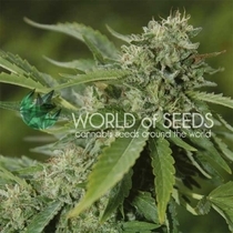 Brazil Amazonia Feminised (World of Seeds) Cannabis Seeds