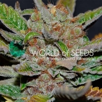 Bubba Haze Regular (World Of Seeds) Cannabis Seeds