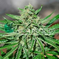 CBD Tonic Feminised (World Of Seeds) Cannabis Seeds