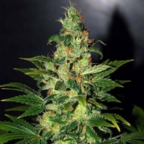 Legends Chronic Haze (World of Seeds) Cannabis Seeds