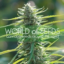 Colombian Gold Feminised (World of Seeds) Cannabis Seeds