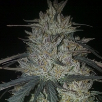 Landrace Ketama (World of Seeds) Cannabis Seeds