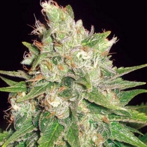 Medical Collection Mazar x Great White Shark (World of Seeds) Cannabis Seeds