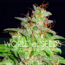 Medical Collection Mazar x White Rhino (World of Seeds) Cannabis Seeds