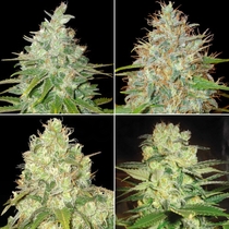 Medical Collection (World of Seeds) Cannabis Seeds