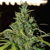 Neville Haze Auto (World Of Seeds) Cannabis Seeds