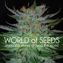 Legends New York 47 (World of Seeds) Cannabis Seeds