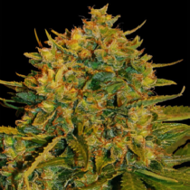 Northern Light x Big Bud Ryder (World of Seeds) Cannabis Seeds