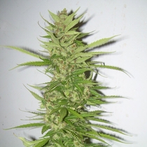 Medical Collection Northern Lights x Big Bud (World of Seeds) Cannabis Seeds