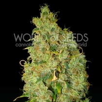 Medical Collection Northern Lights x Skunk (World of Seeds) Cannabis Seeds