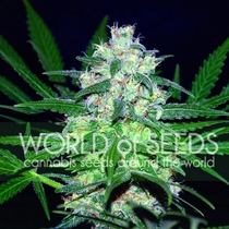 Landrace Pakistan Valley (World of Seeds) Cannabis Seeds