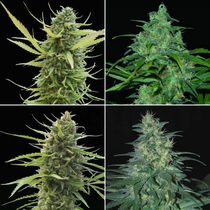 Regular Collection (World of Seeds) Cannabis Seeds