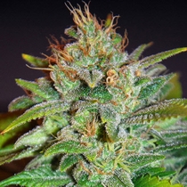 Legends Skunk 47 (World of Seeds) Cannabis Seeds