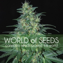Landrace South African Kwazulu (World of Seeds) Cannabis Seeds