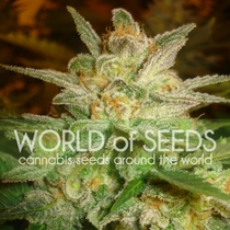 Legends Star 47 (World of Seeds) Cannabis Seeds