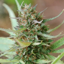 Legends Strawberry Blue (World of Seeds) Cannabis Seeds