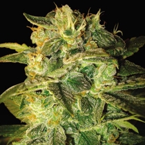 Sugar Mango Ryder (World of Seeds) Cannabis Seeds