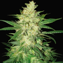 Colombian Gold Ryder (was Sweet Coffee Ryder) (World of Seeds) Cannabis Seeds