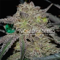 Tonic Ryder (World Of Seeds) Cannabis Seeds