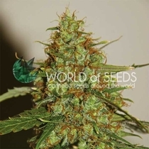 Wild Thailand Ryder (World of Seeds) Cannabis Seeds
