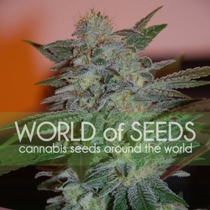 Legends Yumbolt 47 (World of Seeds) Cannabis Seeds