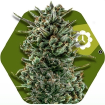 Amnesia Haze XL Auto (Zambeza Seeds) Cannabis Seeds