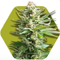 Amnesia Haze XL (Zambeza Seeds) Cannabis Seeds