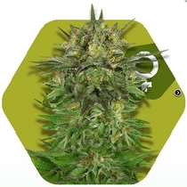Blue Brilliant (Zambeza Seeds) Cannabis Seeds