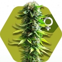 Blue Spider (Zambeza Seeds) Cannabis Seeds
