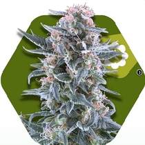 Blueberry Auto (Zambeza Seeds) Cannabis Seeds