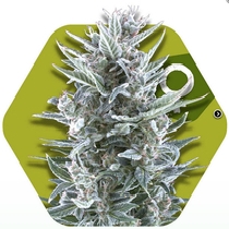 Blueberry (Zambeza Seeds) Cannabis Seeds