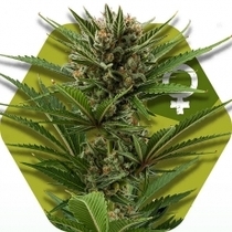 Candy Caramelo (Zambeza Seeds) Cannabis Seeds