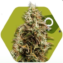 Choco Candy (Chocolope) (Zambeza Seeds) Cannabis Seeds