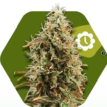 Green AK XL Auto (Zambeza Seeds) Cannabis Seeds