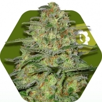Green Monster Auto (Zambeza Seeds) Cannabis Seeds