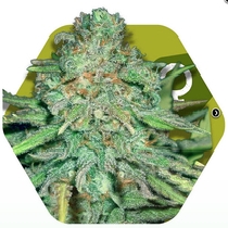 Lemon Kush (Zambeza Seeds) Cannabis Seeds