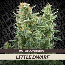 Little Dwarf (Zambeza Seeds) Cannabis Seeds