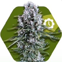 Northern Lights XL Auto (Zambeza Seeds) Cannabis Seeds