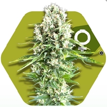 Northern Lights XL (Zambeza Seeds) Cannabis Seeds