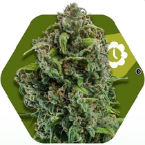 NYC Diesel Auto (Zambeza Seeds) Cannabis Seeds