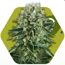 OG Bubble Gum (Zambeza Seeds) Cannabis Seeds