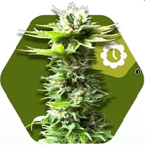 Power Kush Auto (Zambeza Seeds) Cannabis Seeds