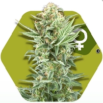 Power Kush (Zambeza Seeds) Cannabis Seeds