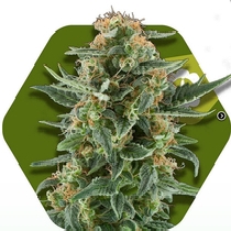 Power Plant XL Auto (Zambeza Seeds) Cannabis Seeds