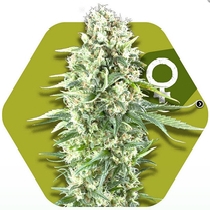 Power Plant XL (Zambeza Seeds) Cannabis Seeds